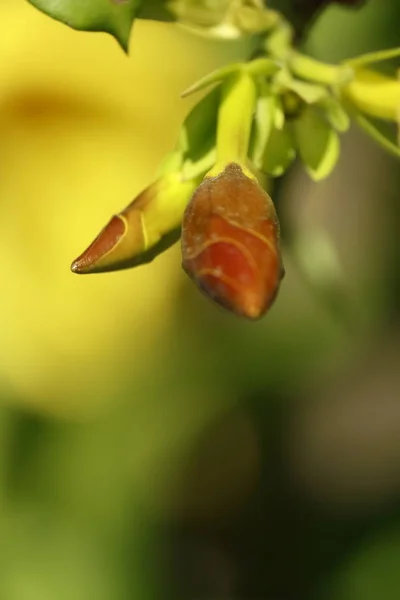 Fåglar Blommor Allmänhet Från Kendalls Miamis — Stockfoto