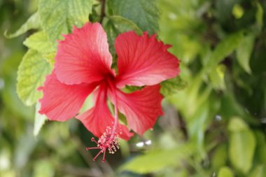 Kendall 'ın görsel çeşitliliği, sokaklar, şehircilik, doğal yaşam tarzı. 