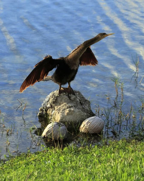 Příroda Ptáci Kendall Miami Holubice Volavky Kachny Racci Draví Ptáci — Stock fotografie
