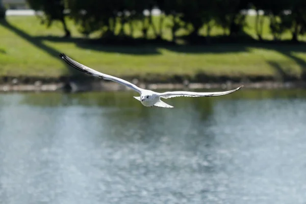 Nature Birds Kendall Miami Doves Herons Ducks Seagulls Birds Prey — Stock Photo, Image