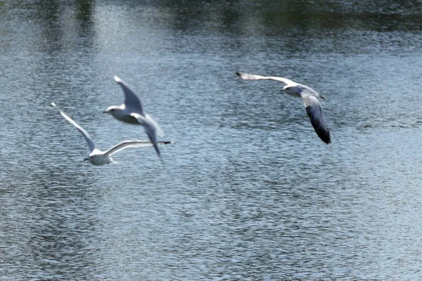 Nature Oiseaux Kendall Miami Colombes Hérons Canards Mouettes Oiseaux Proie — Photo