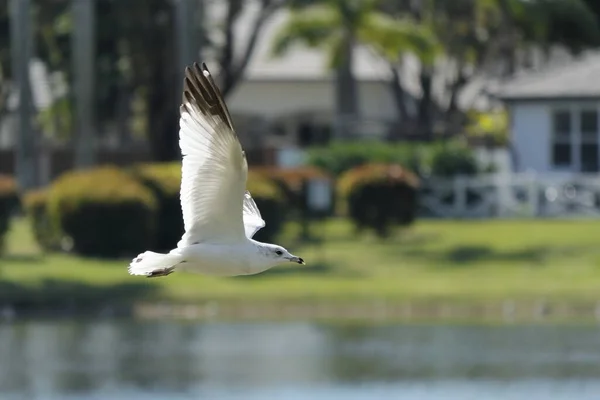 Příroda Ptáci Kendall Miami Holubice Volavky Kachny Racci Draví Ptáci — Stock fotografie