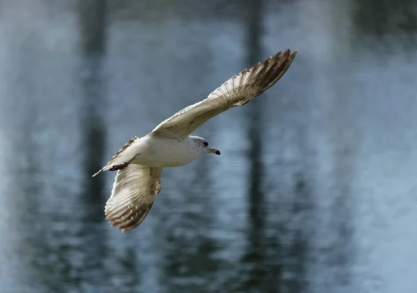 Colombes Canards Cygnes Hérons Oiseaux Proie Dans Miami Floride Kendall — Photo