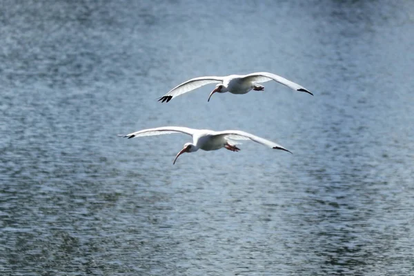 Palomas Patos Ganso Garzas Aves Rapaces Miami Florida — Foto de Stock