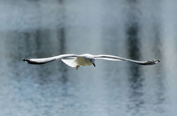 Colombes Canards Cygnes Hérons Oiseaux Proie Dans Miami Floride Kendall — Photo