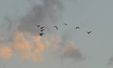 Evimizin arka bahçesi, flörtlerimiz, bulutlarımız, ampullerimiz ve.......