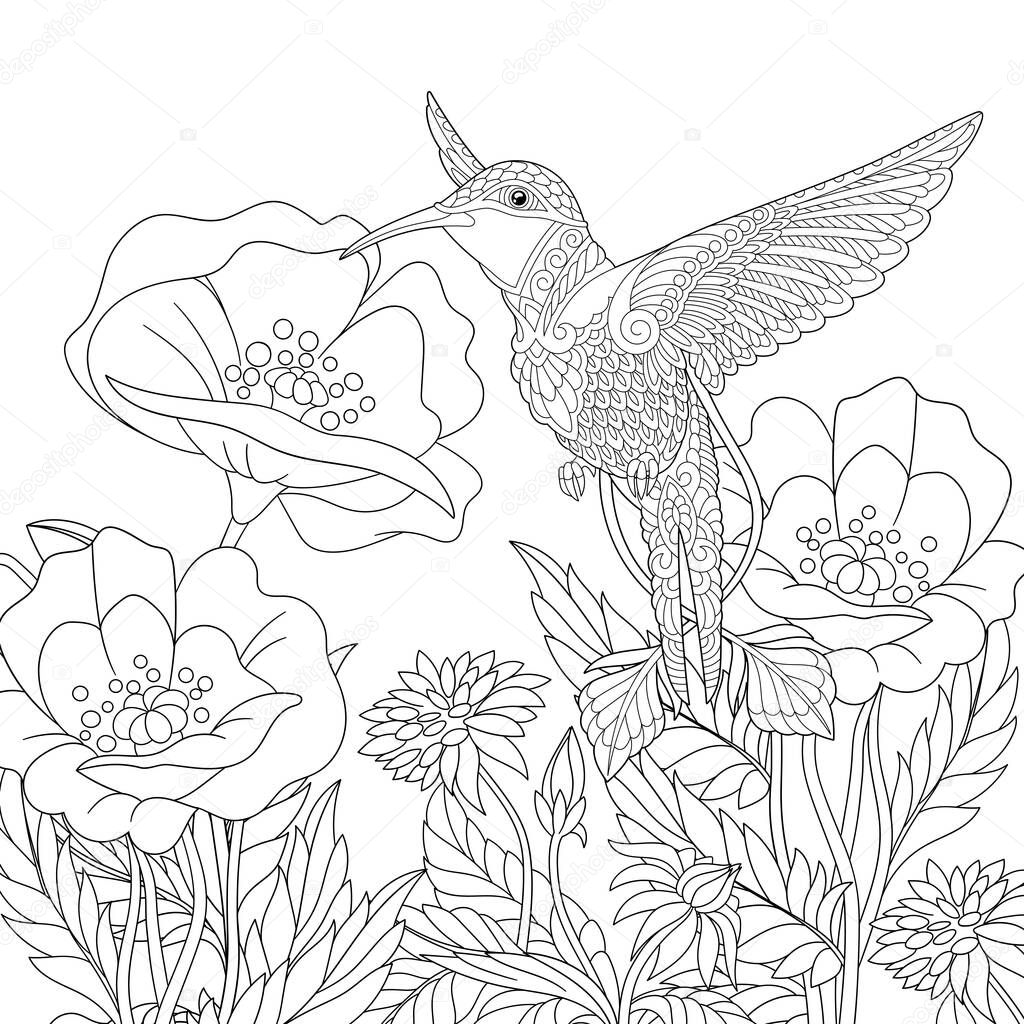 Coloring page. Coloring picture of beautiful hummingbird and poppy flowers. Line art design for adult colouring book with doodle and zentangle elements.