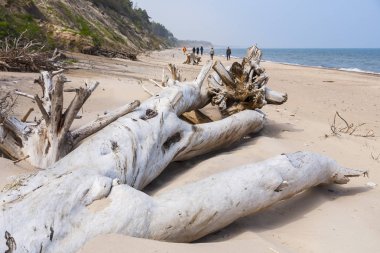Plaj ile karaya ağaç dal atılmış. Plaj yaz.