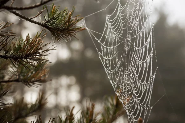 Spider web with dew drops. — Stock Photo, Image