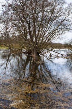 mavi su ile sular altında çayır.