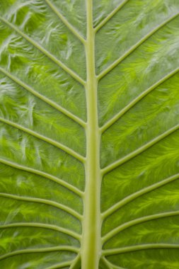 Muz yaprağı deseni, yeşil doğal arka plan.