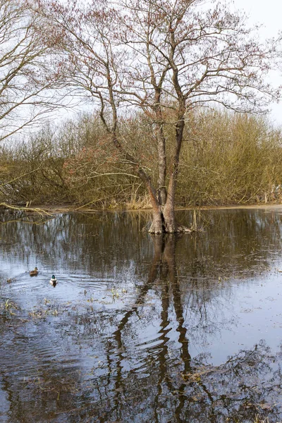 mavi su ile sular altında çayır.