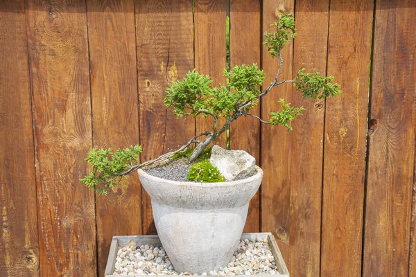Bonsai ağacı. Japon Bahçesi.