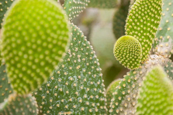 Prickly pear cactus met fruit in paarse kleur. — Stockfoto