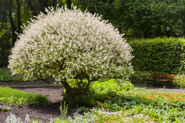 Primavera nel giardino giapponese . — Foto Stock