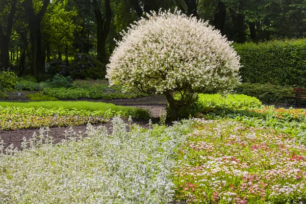 Primavera en el jardín japonés . — Foto de Stock