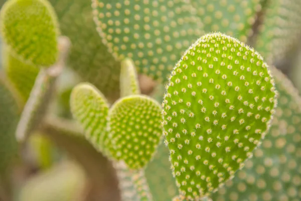 Prickly pear cactus met fruit in paarse kleur. Rechtenvrije Stockafbeeldingen