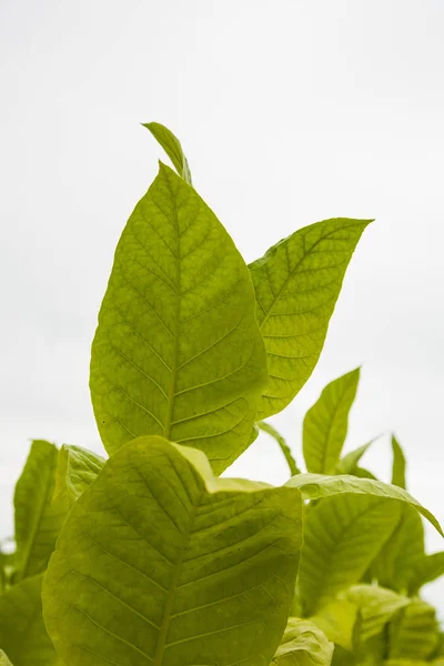 Green tobacco plants with large leaves. — Stock Photo, Image