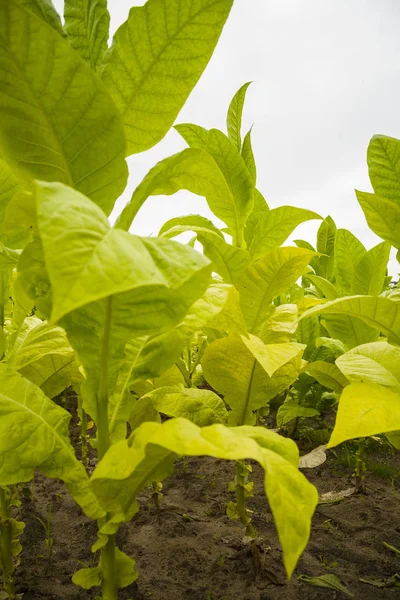 Green tobacco plants with large leaves. — Stock Photo, Image