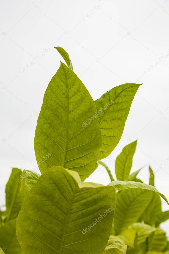 Green tobacco plants with large leaves.