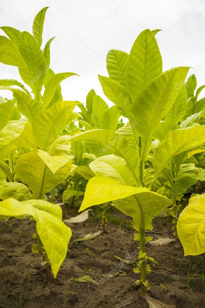 Green tobacco plants with large leaves.