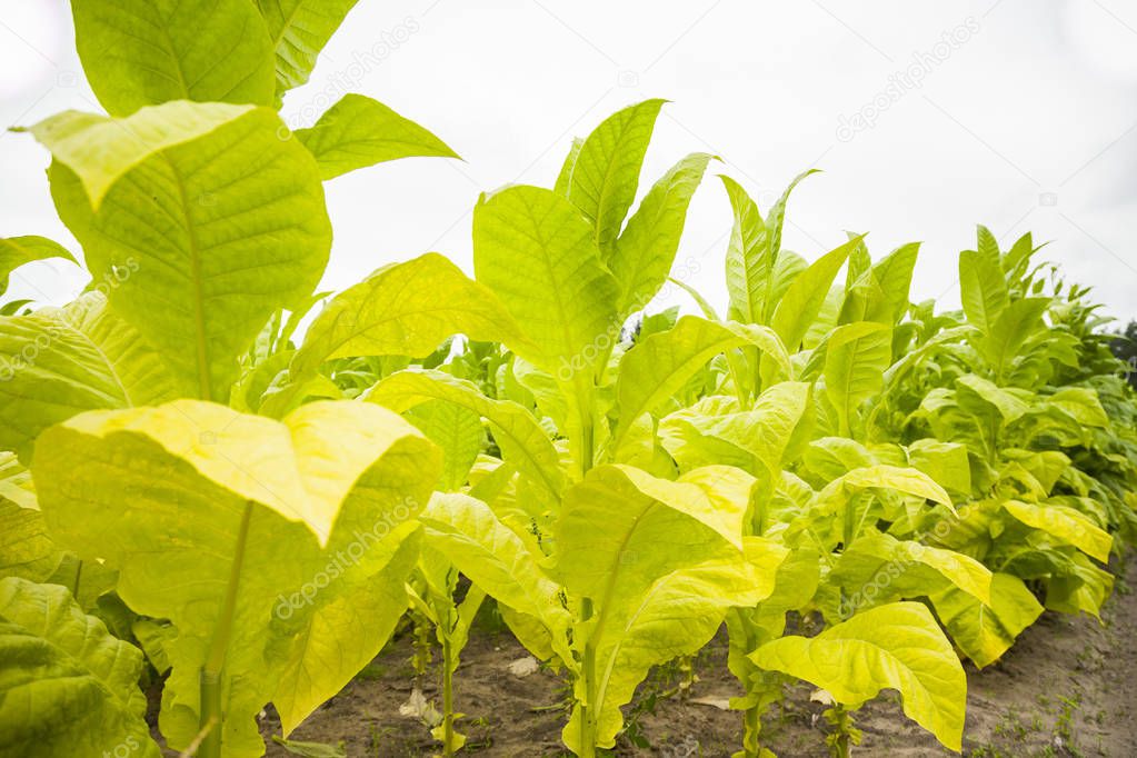 Green tobacco plants with large leaves.