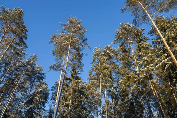 冬の風景 冬のコート 雪に覆われた木に美しい森 冬の午後ビャウォヴィエジャ国立公園内 — ストック写真