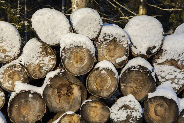 Avverkning Skogen Ackumulerade Avverkning Trädstammar Trä Som Bränsle Och För — Stockfoto