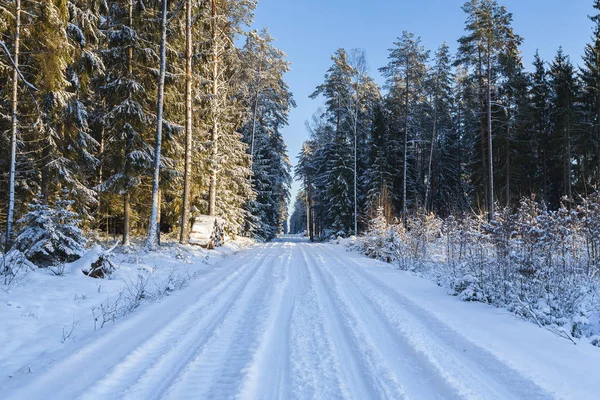 Paisagem Inverno Floresta Bonita Casaco Inverno Árvores Cobertas Neve Estrada Fotografias De Stock Royalty-Free