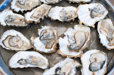 Taze istiridye bir tepsi üzerinde yalan