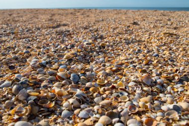 Deniz kabuğu Plajı Karadeniz kıyısında