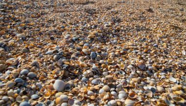 Deniz kabuğu Plajı Karadeniz kıyısında