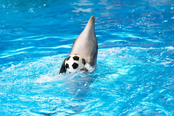 Delfin Delfinarium Spielt Mit Weißem Fußball — Stockfoto