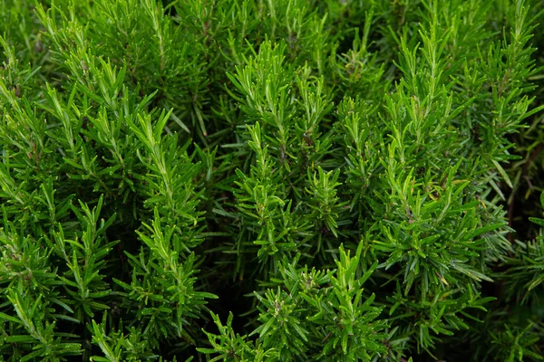 Weelderige Groene Struik Van Rozemarijn Met Jonge Scheuten — Stockfoto