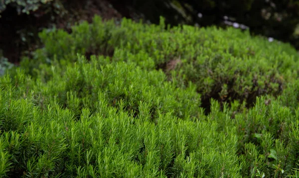 Lush Green Bush Rosemary Young Shoot Stock Photo