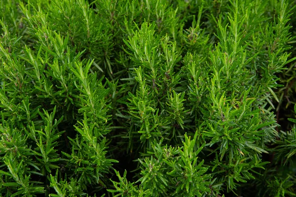 Lush Green Bush Rosemary Young Shoots Stock Picture
