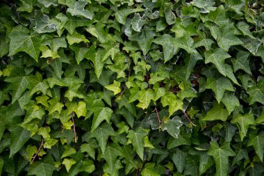 Sarmaşık ve taze yapraklar. Tasarım için botanik sebze arkaplanı.