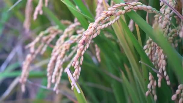 黄色の水田の風に揺れる 台湾で早朝の夜明けの時間 生の短粒米の茎 有機農業の概念 クローズアップ — ストック動画