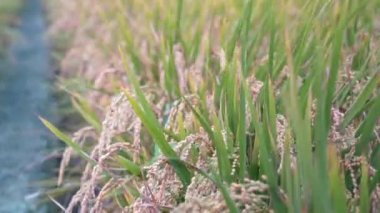 Sarı çeltik tarlası rüzgarda sallanıyor, sabahın erken saatlerinde Tayvan 'da. Çiğ kısa tahıllı pirinç sapları, organik tarım konsepti, kapatın..