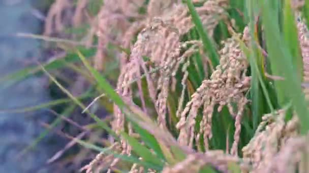 Campo Arroz Amarillo Balanceándose Viento Temprano Amanecer Taiwán Tallos Arroz — Vídeos de Stock