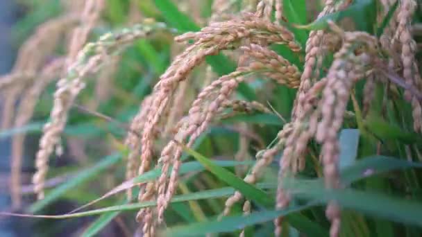 Campo Arroz Amarillo Balanceándose Viento Temprano Amanecer Taiwán Tallos Arroz — Vídeos de Stock