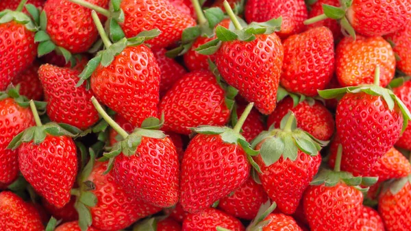 Belles et délicieuses fraises dans un panier en bois, concept d'agriculture biologique, livraison directe fraîche du verger, gros plan . — Photo