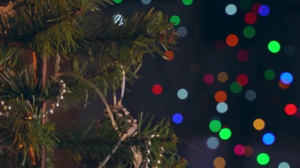 Eine Frau Hängt Weihnachtsschmuck Auf Das Zweigblatt Des Weihnachtsbaums Nahaufnahme — Stockvideo