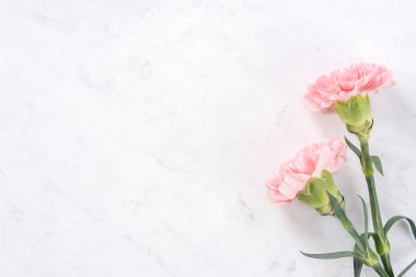 Güzel, zarif pembe karanfil çiçeği parlak beyaz mermer masa zemininde, Anneler Günü çiçek konsepti, üst manzara, düz yatış, genel görünüş