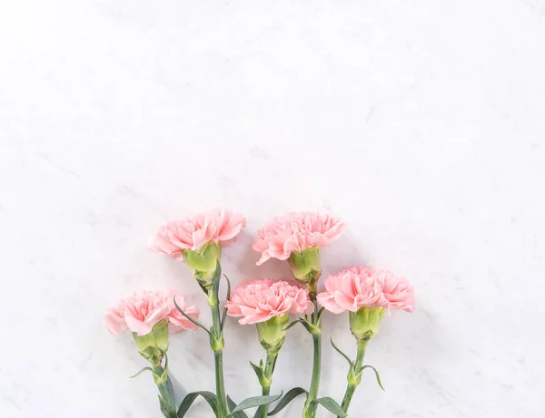 Hermosa, elegante flor de clavel rosa sobre fondo de mesa de mármol blanco brillante, concepto de regalo de flor del día de la madre, vista superior, posición plana, gastos generales — Foto de Stock