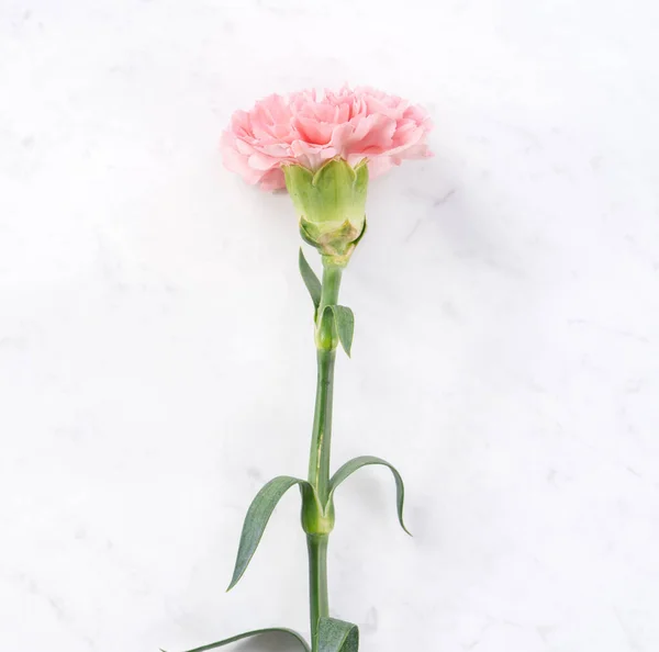 Hermosa, elegante flor de clavel rosa sobre fondo de mesa de mármol blanco brillante, concepto de regalo de flor del día de la madre, vista superior, posición plana, gastos generales — Foto de Stock