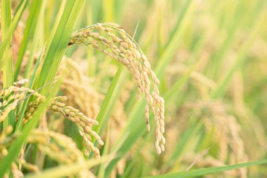 Sarı çeltik tarlası Asya 'da gün batımında sallanıyor. Çiğ tahıllı pirinç sapı, kulak kesiciler, organik tarım konsepti, kapat..