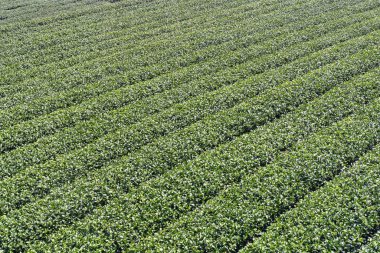Güzel çay sıraları sahnesi mavi gökyüzü ve bulutla izole, çay ürünü arka planı için tasarım konsepti, fotokopi alanı, hava manzarası