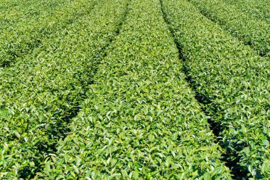 Güzel çay sıraları sahnesi mavi gökyüzü ve bulutla izole, çay ürünü arka planı için tasarım konsepti, fotokopi alanı, hava manzarası