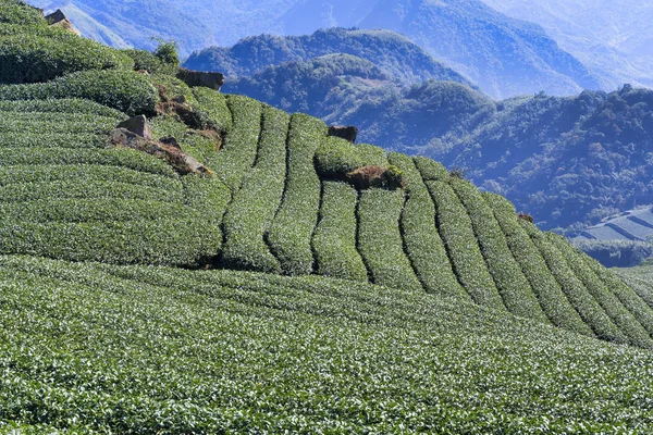 Prachtige thee tuin rijen scène geïsoleerd met blauwe lucht en wolk, ontwerp concept voor de thee product achtergrond, kopieerruimte, antenne uitzicht — Stockfoto